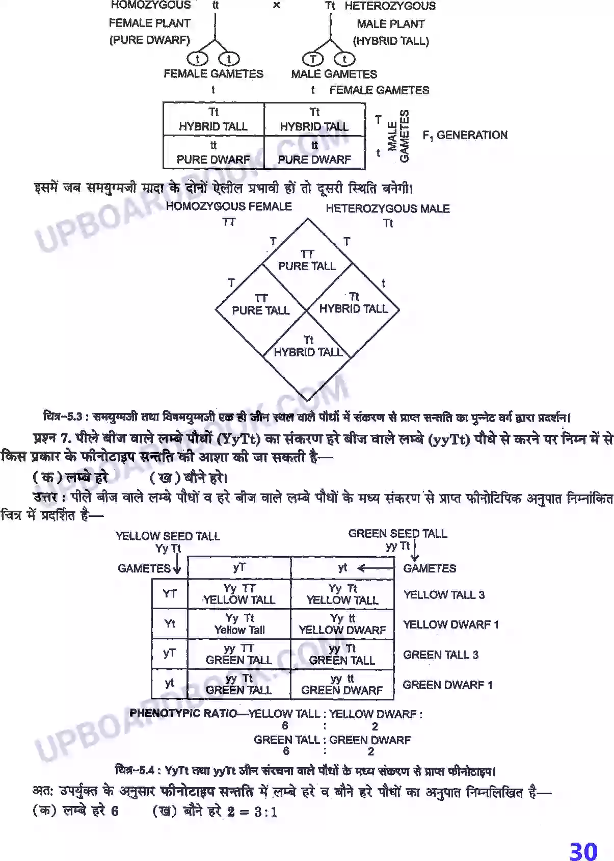 UP Board Solution class 12 Biology 5. वंशागति तथा विविधता के सिद्धांत Image 4