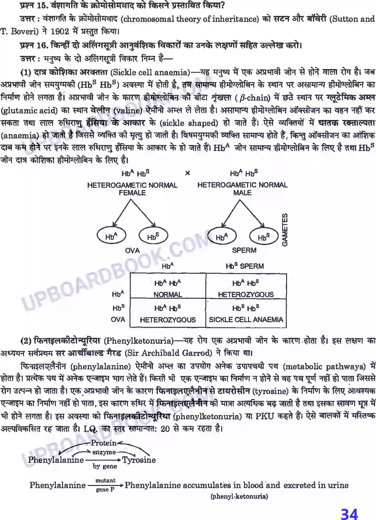 UP Board Solution class 12 Biology 5. वंशागति तथा विविधता के सिद्धांत Image 8