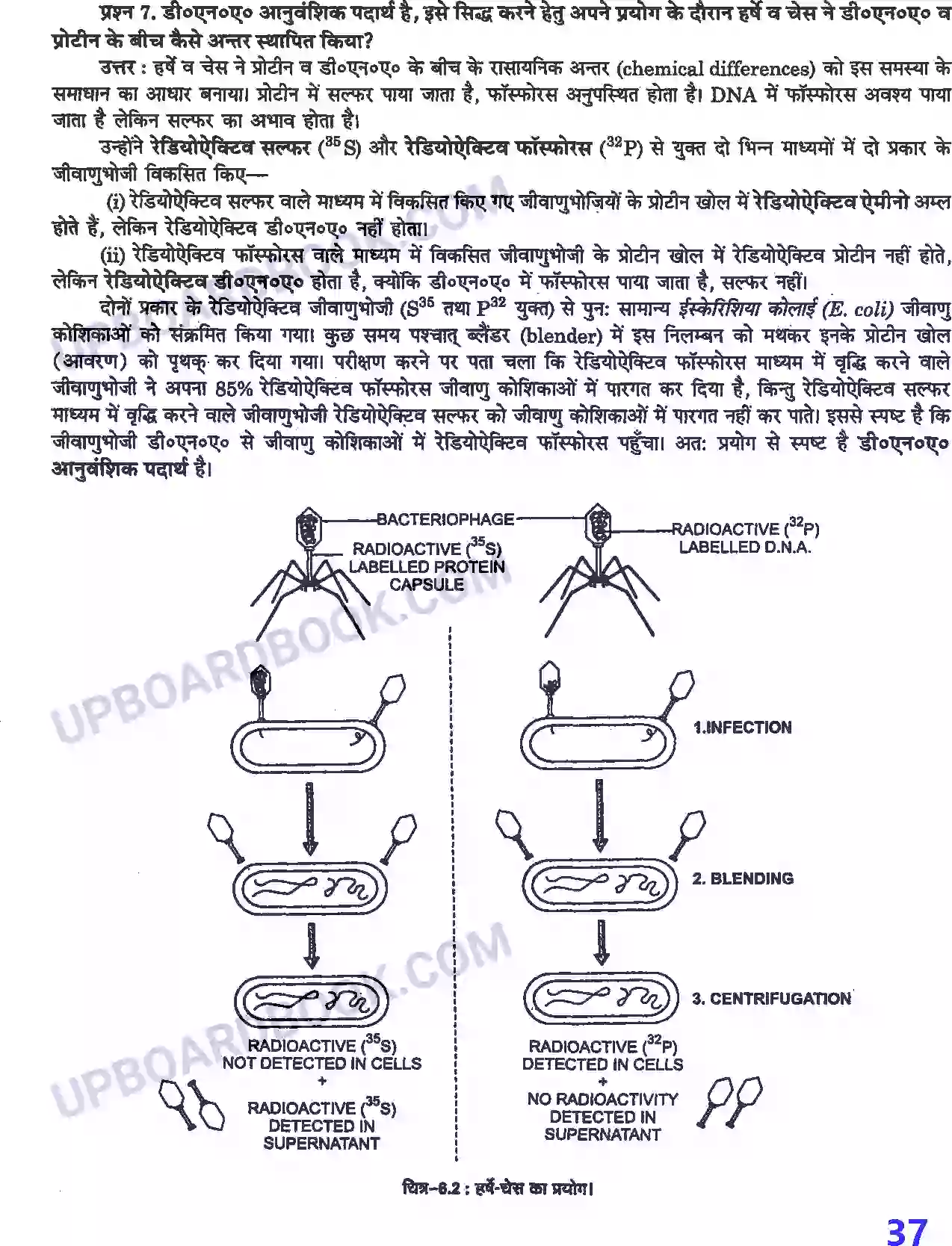 UP Board Solution class 12 Biology 6. वंशागति के आण्विक आधार Image 3