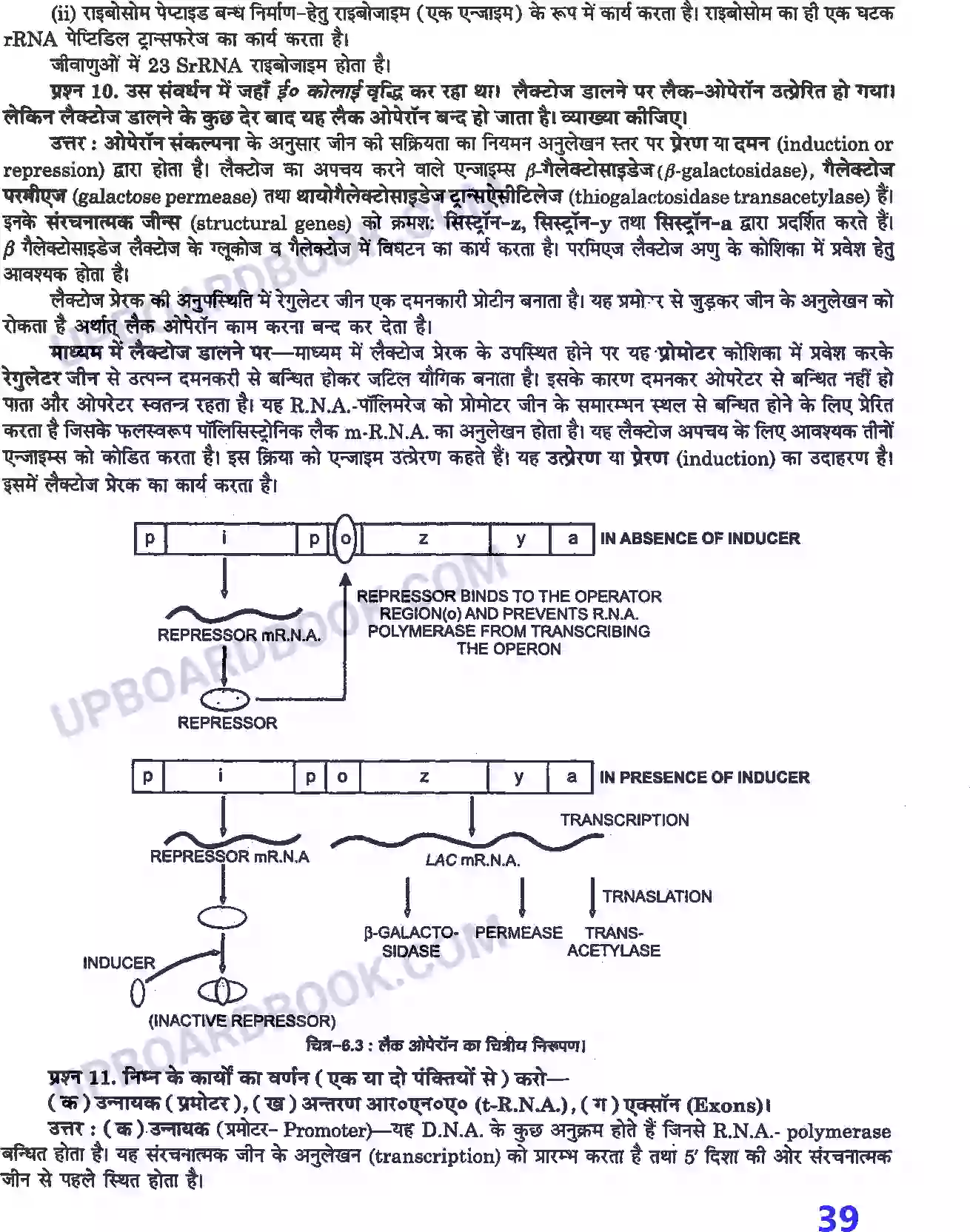 UP Board Solution class 12 Biology 6. वंशागति के आण्विक आधार Image 5