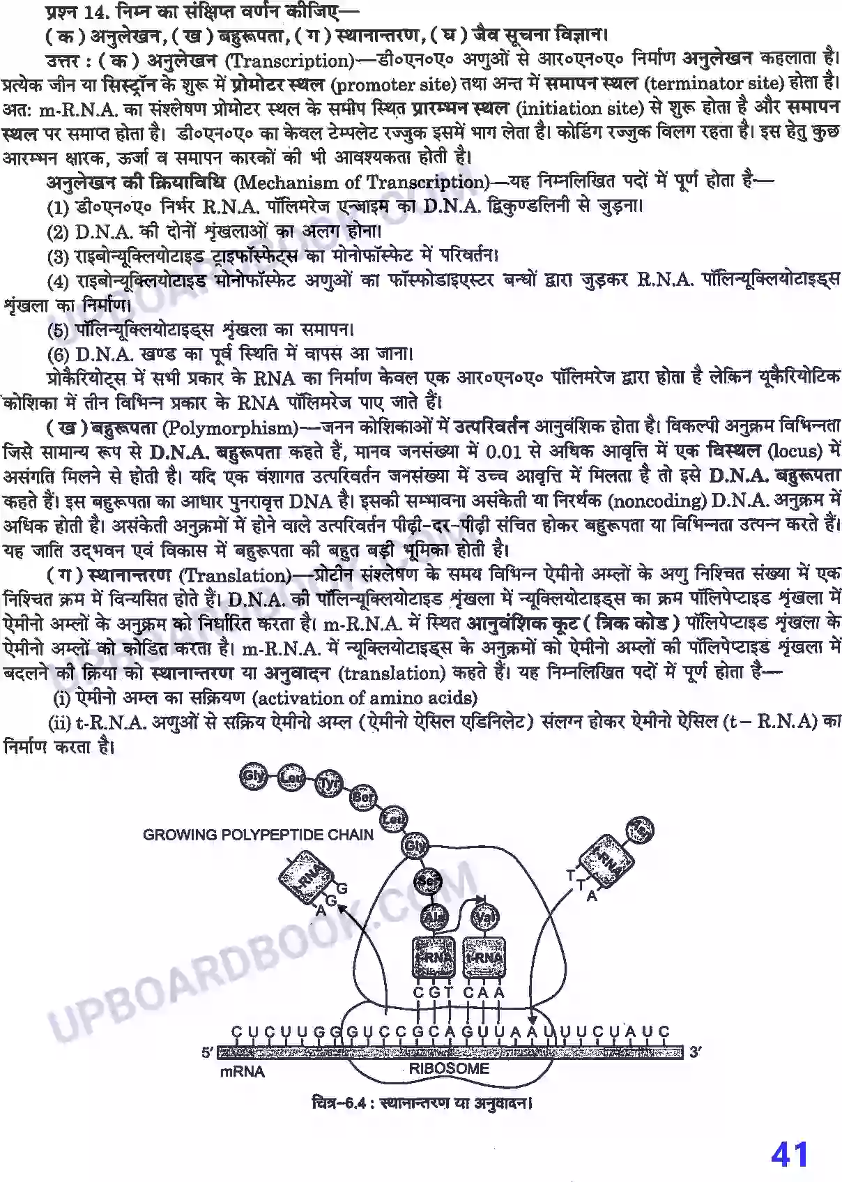 UP Board Solution Class 12 Biology 6. वंशागति के आण्विक आधार Image 7