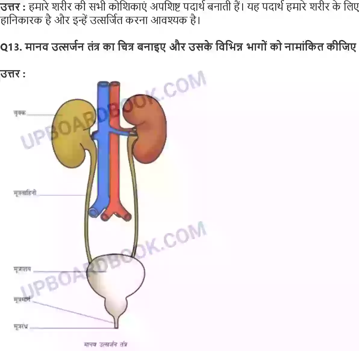 UP Board Solution class 7 Science 11. जंतुओं और पादप में परिवहन Image 5