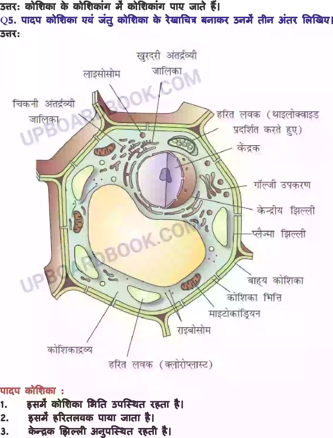UP Board Solution class 8 Science 8. कोशिका - संरचना एवं प्रकार्य Image 3