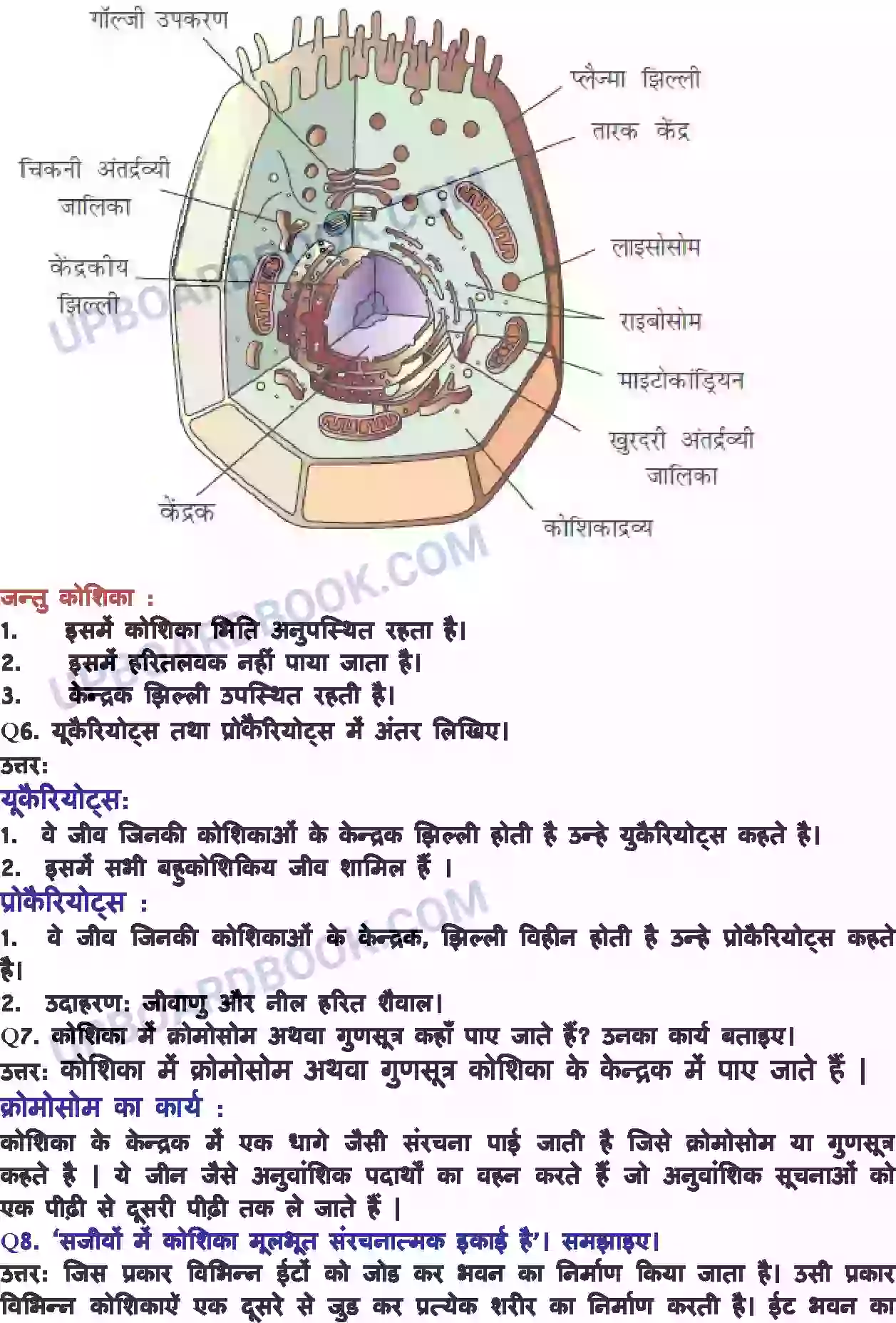 UP Board Solution class 8 Science 8. कोशिका - संरचना एवं प्रकार्य Image 4