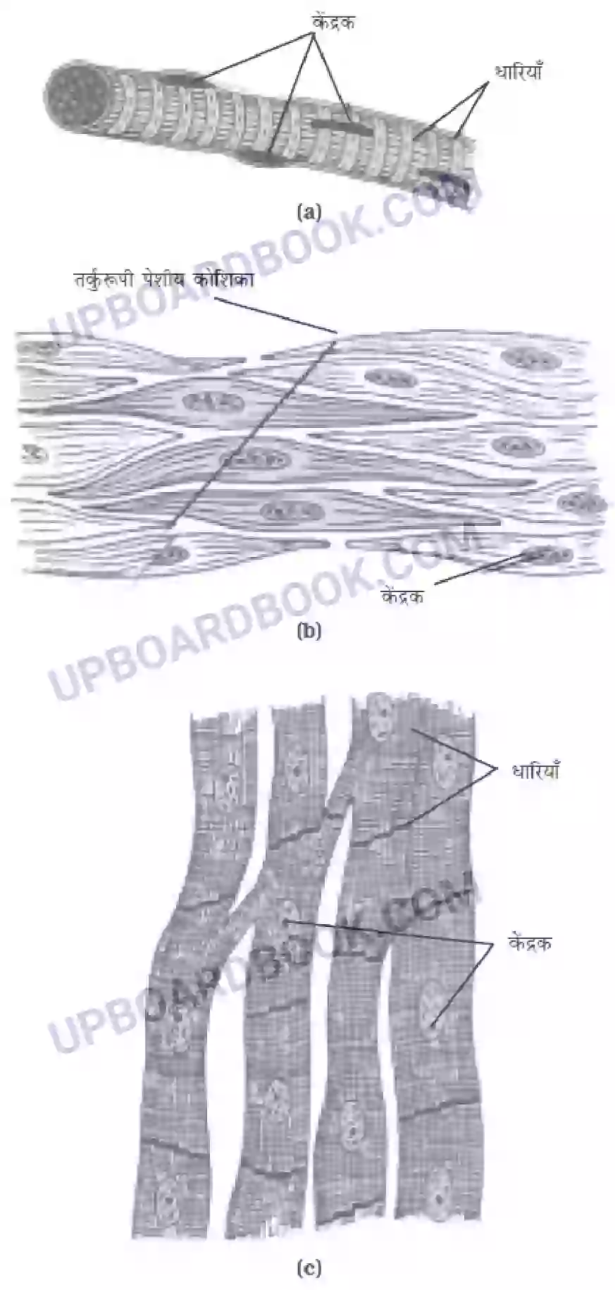 UP Board Solution class 9 Science 6. ऊतक Image 8