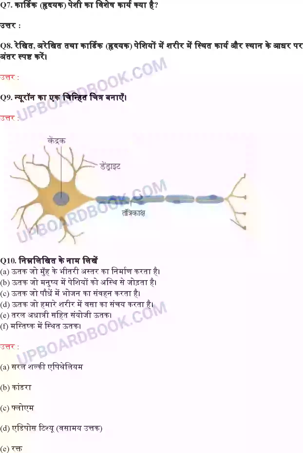 UP Board Solution class 9 Science 6. ऊतक Image 9